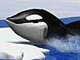 Part 02: Orca Slap